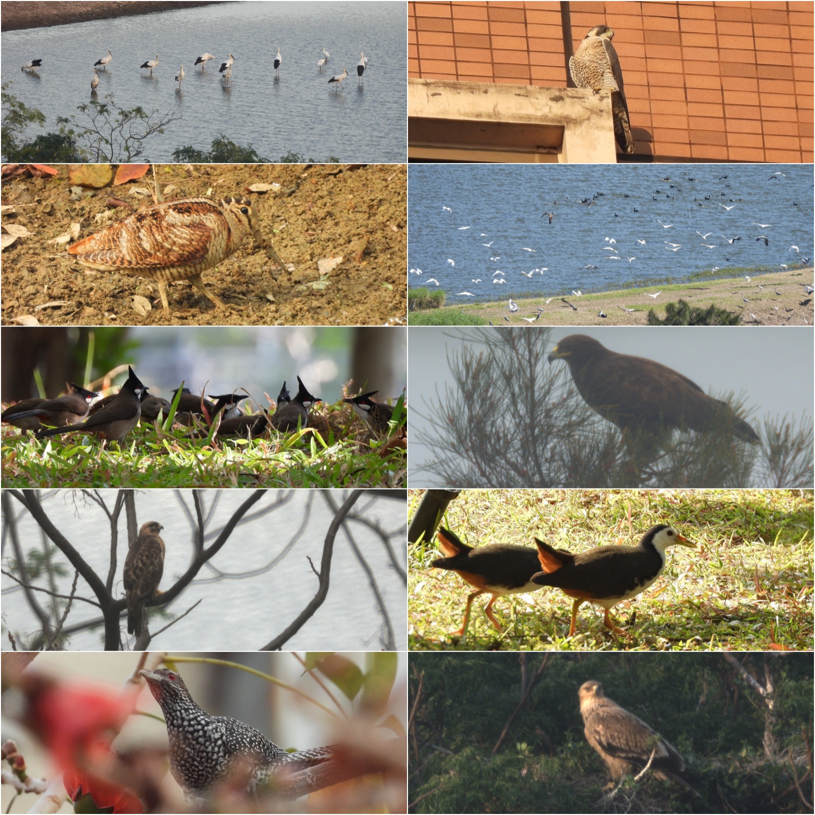 2025-birding-mixed.jpg
