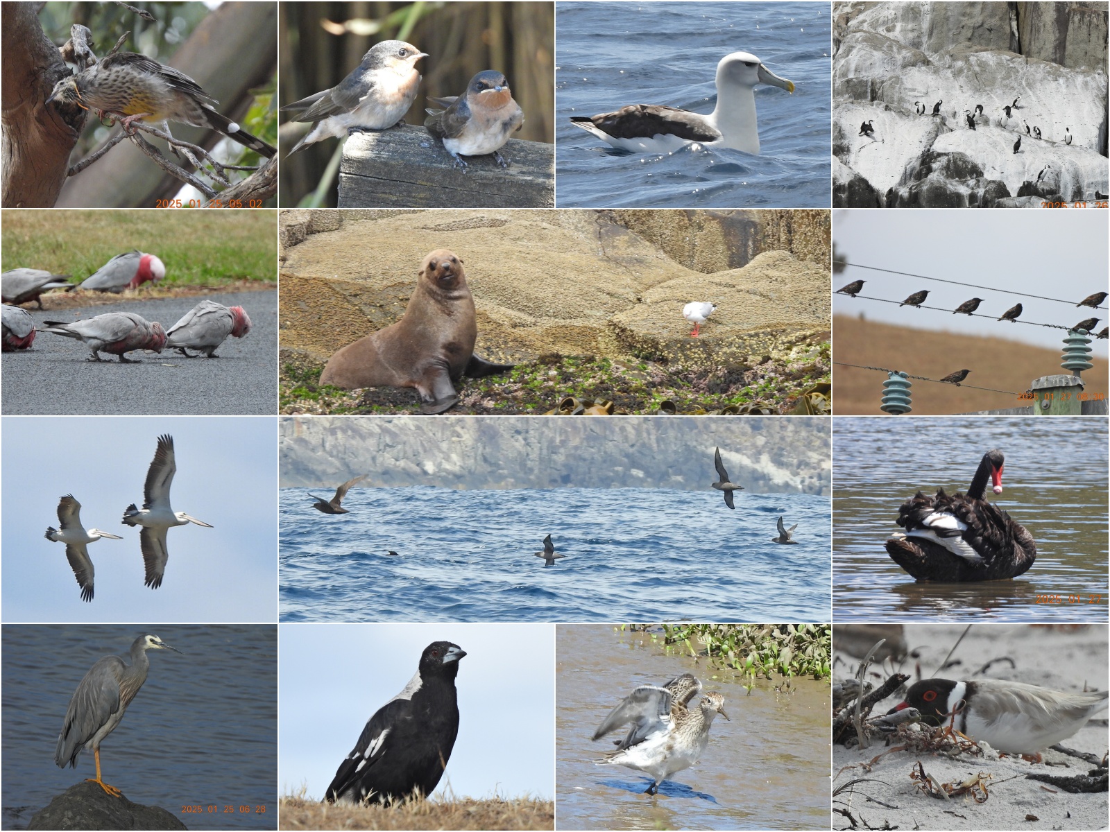 2024-tasmania-birds.jpg