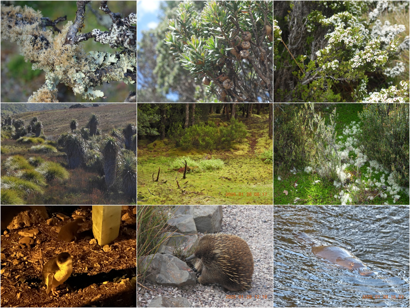 2024-tasmania-cradle-wildlife.jpg